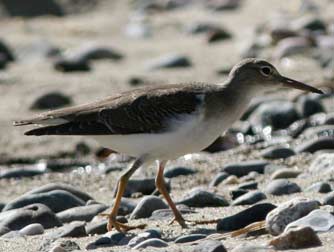 Spotted sandpiper