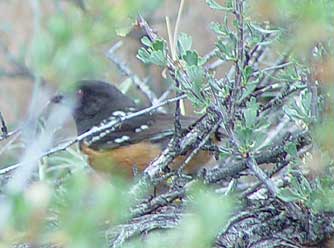 Picture of spotted towhee in antelope bitterbrush