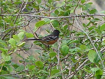 Spotted Towhee picture