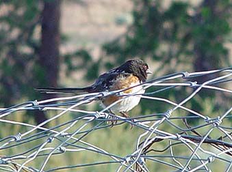 Spotted Towhee picture