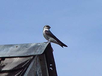 Picture of a Violet-green Swallow female