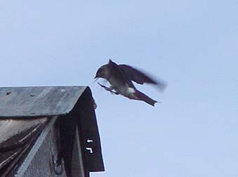 Swallow flying