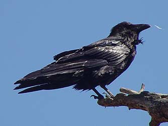 Picture of the raven or Corvus corax