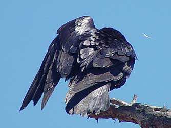 Picture of common raven grooming itself