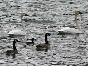 Tundra swans and Canada geese in November