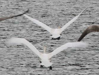 Tundra swans in flight