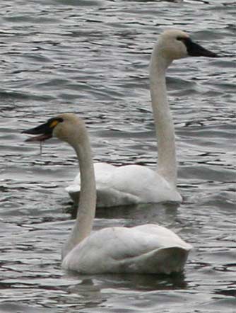 Tundra swans or Cygnus columbianus stopping along their fall migration at Lake Lenore