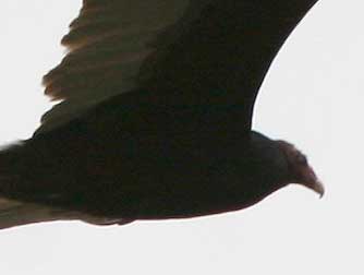 Picture of a turkey vulture in flight