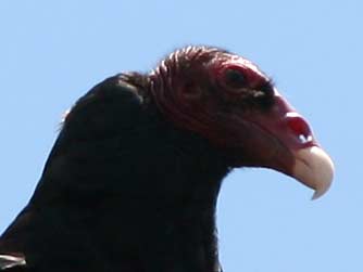 Picture of turkey vulture or Cathartes aura
