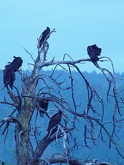Picture of vultures roost