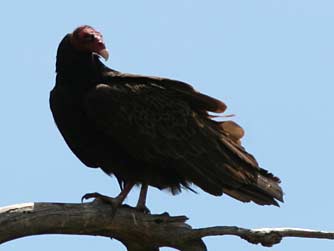 Picture of turkey vulture or Cathartes aura
