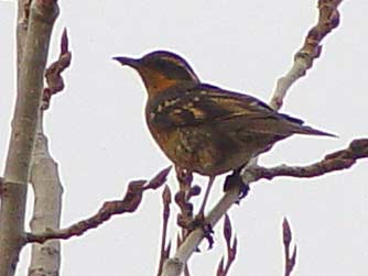 Varied thrush picture