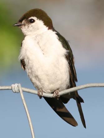 Picture of a Violet-green swallow female