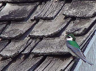 Picture of Violet-green swallow male