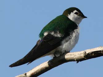 Picture of violet-green swallow male