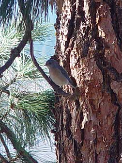 Western bluebird sallying from a ponderosa pine branch