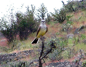 Picture of Western Kingbird on antelope bitterbrush