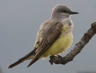Picture of Western Kingbird