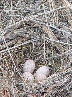 Picture of Western meadowlark nest and eggs