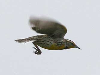 Picture of a Western meadowlark flying