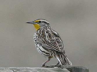 Meadowlark picture