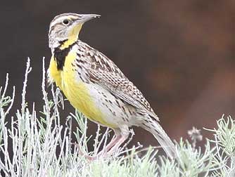 Western meadowlark picture