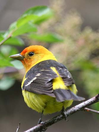 Western tanager in buckbrush, Bear Canyon in the Tieton