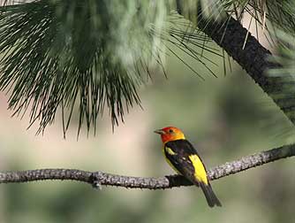 Western tanager perched in a ponderosa pine tree