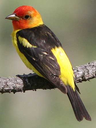 Picture of Western tanager or Piranga ludoviciana