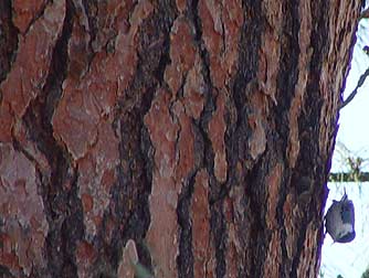 Old-growth ponderosa pine getting cleaned by a nuthatch