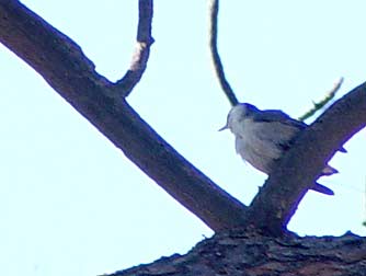 White-breasted nuthatch perching picture