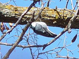 White breasted nuthatch walking upside down on a branch