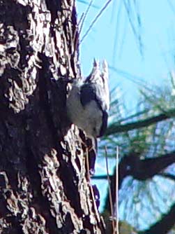 White-breasted nuthatch or Sitta carolinensis