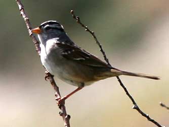 White crowned sparrow at Wanapum Lake Washington