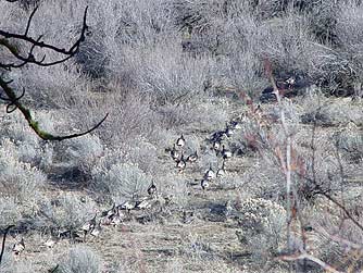 Picture of enormous flocks of wild turkey