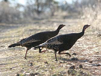 Picture of eastern Washington wild turkey