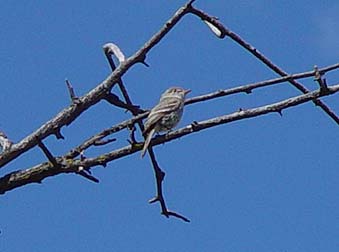 Willow flycatcher