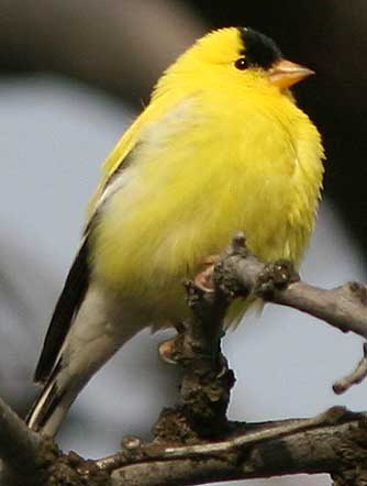 Picture of an American or willow goldfinch male