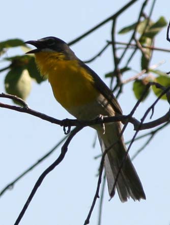 Yellow-breasted chat