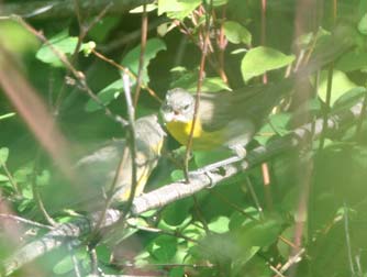 Picture of yellow breasted chat at Lake Roosevelt