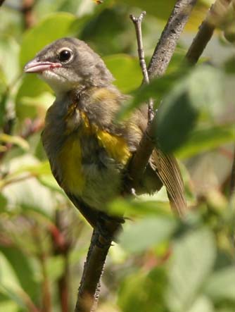 Yellow breasted chat flegling picture - Icteria virens