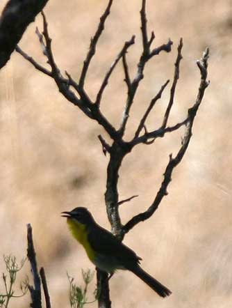 Yellow-breasted chat
