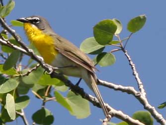 Yellow breasted chat or Icteria virens picture