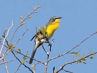 Picture of yellow breasted chat at Lake Roosevelt