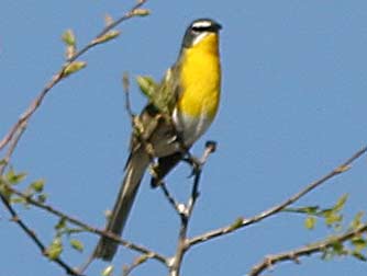 Yellow breasted chat or Icteria virens picture