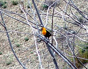 Picture of a female yellow-headed blackbird