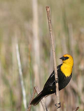 Picture of a yellow headed blackbird