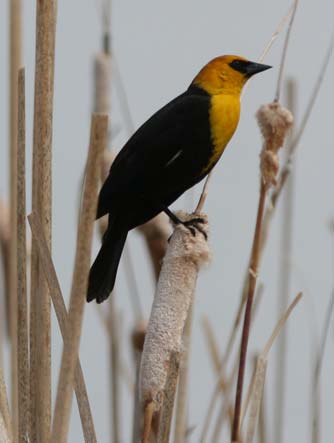 Picture of a yellow-headed blackbird
