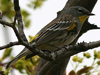 Yellow-rumped warbler