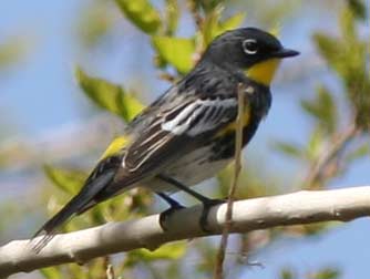 Yellow rumped warbler picture